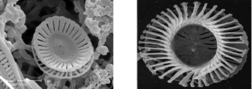 Coccoliti:particolari