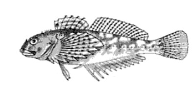 Oligocottus maculosus 