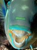 Pesce pappagallo avvolto dal muco mentre dorme