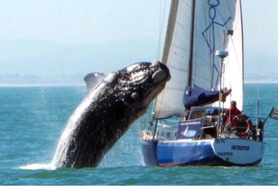 News balena Table Bay