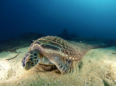 Tartaruga marina intrappolata