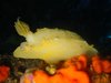 Hypselodoris valenciennesi