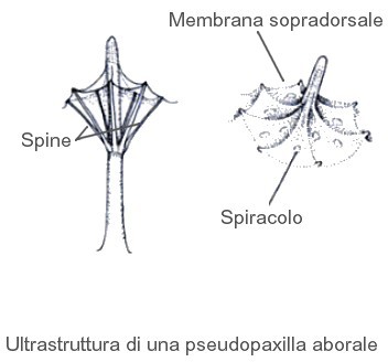 Pseudopaxilla