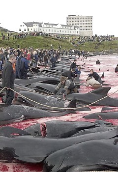 Fær Øer massacre