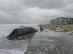 Balena spiaggiata