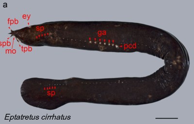 Eptatretus cirrhatus 
