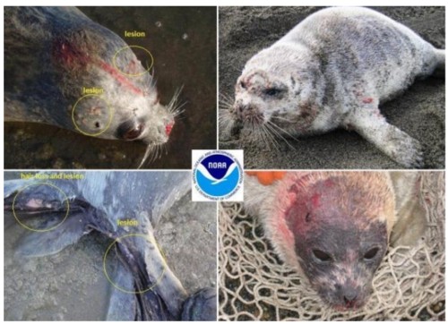 Strage foche Alaska