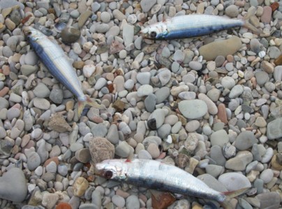 Moria pesci Marotta