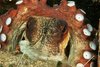 Octopus_vulgaris