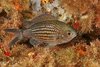 Chromis_chromis