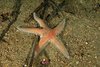 Astropecten_aranciacus