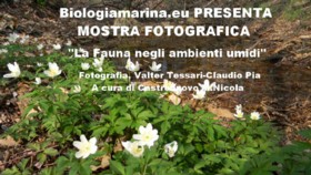 Mostra Cassano Magnago