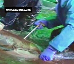 Massacro delfini Taiji