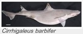Cirrhigaleus barbifer