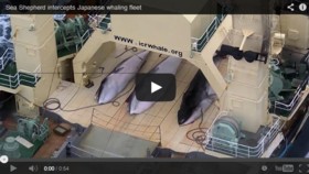 Video Sea Shepherd