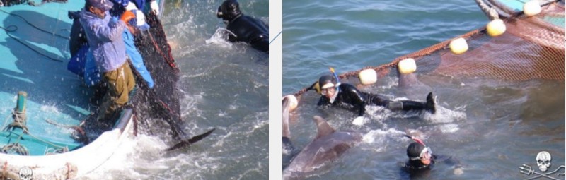 Delfini catturati nella baia di Taiji
