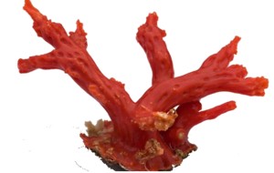 Corallo rosso cinese