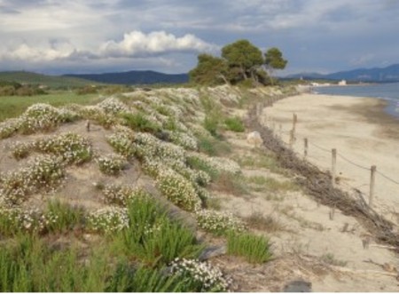 Riqualificazione dune costiere di Sterpaia