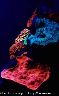 Coralli fluorescenti del mar Rosso