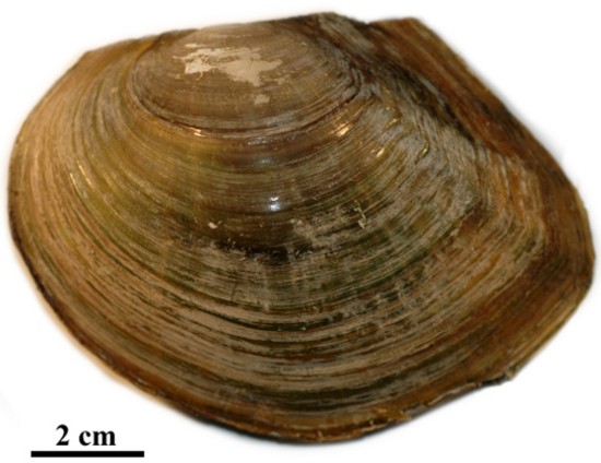 Esemplari Giganti Di Molluschi Bivalacna Gigas Bivalve E Conchiglie Di  Conchiglia Immagine Stock - Immagine di voluminoso, esemplari: 179014113