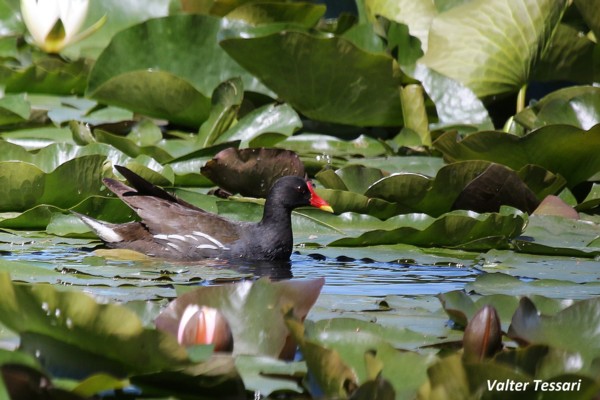 Gallinella d'acqua