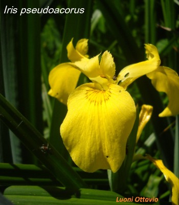 Iris pseudoacorus