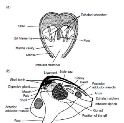 Bivalve in sezione