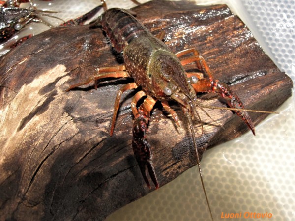 Procambarus clarkii