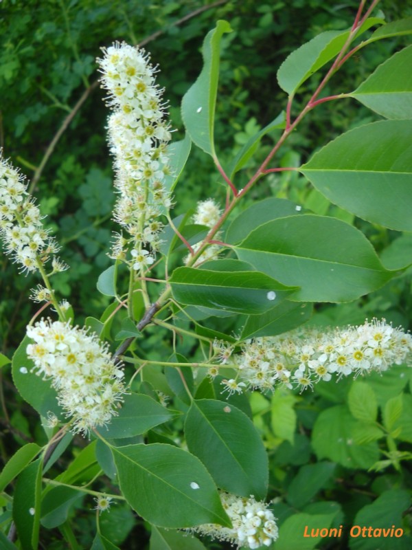 Prunus serotina