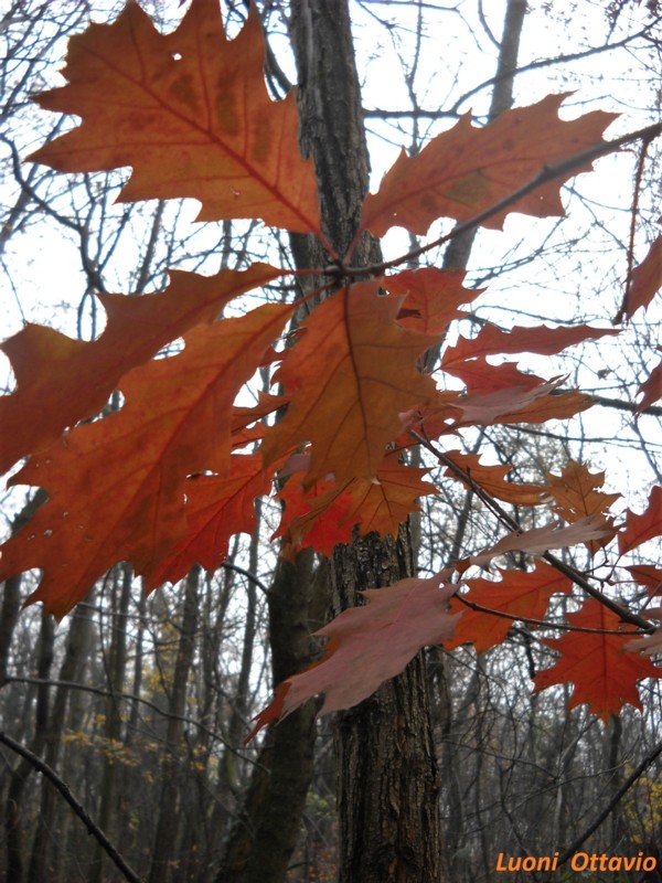 Quercus rubra