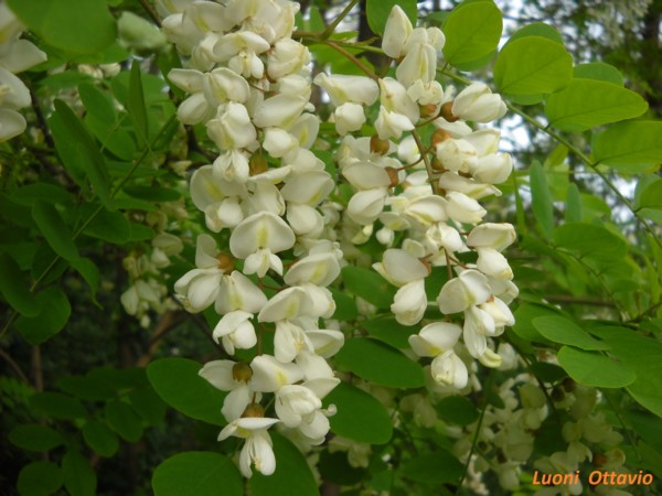 Robinia pseudoacacia