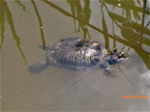 Trachemys scripta elegans