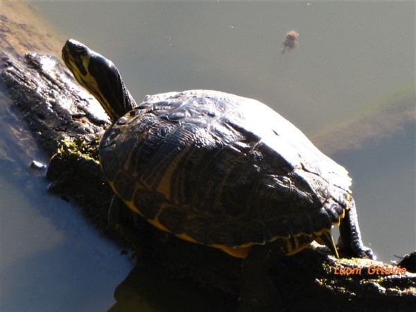 Trachemys scripta scripta